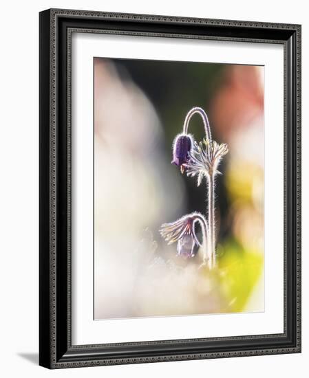 Gentle Bloom-Mikael Svensson-Framed Giclee Print