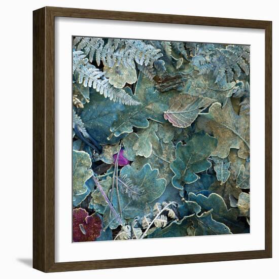 Gentle Blue Frosted Leafes in the Forest-Alaya Gadeh-Framed Photographic Print