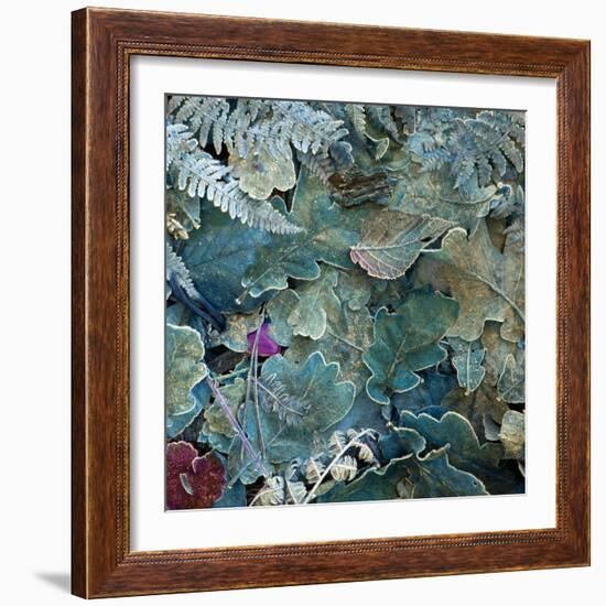 Gentle Blue Frosted Leafes in the Forest-Alaya Gadeh-Framed Photographic Print