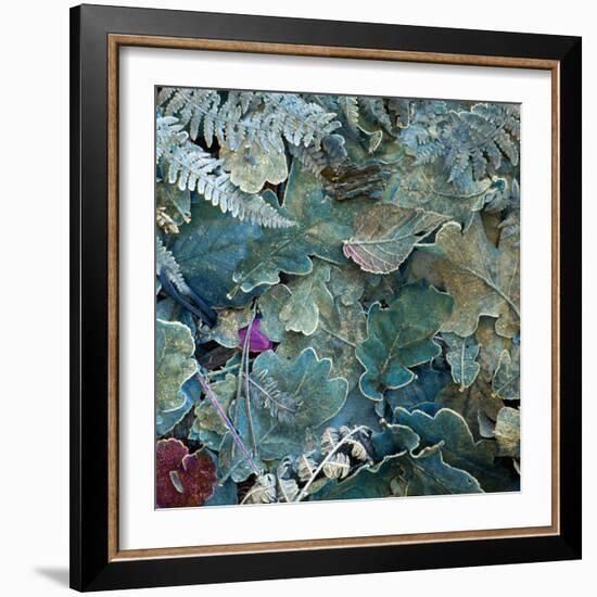 Gentle Blue Frosted Leafes in the Forest-Alaya Gadeh-Framed Photographic Print