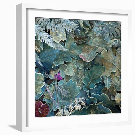 Gentle Blue Frosted Leafes in the Forest-Alaya Gadeh-Framed Photographic Print