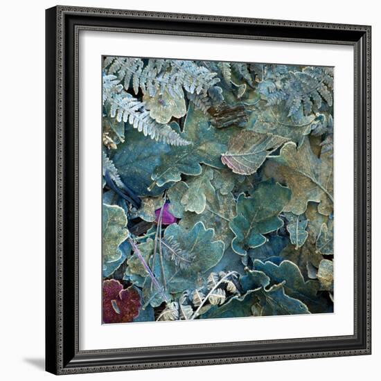 Gentle Blue Frosted Leafes in the Forest-Alaya Gadeh-Framed Photographic Print