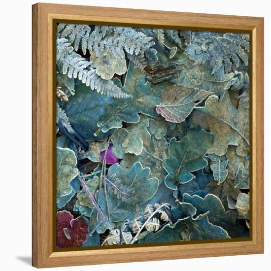 Gentle Blue Frosted Leafes in the Forest-Alaya Gadeh-Framed Premier Image Canvas