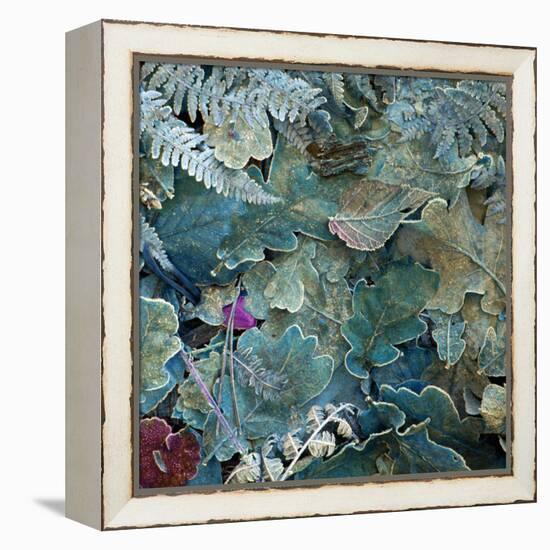 Gentle Blue Frosted Leafes in the Forest-Alaya Gadeh-Framed Premier Image Canvas