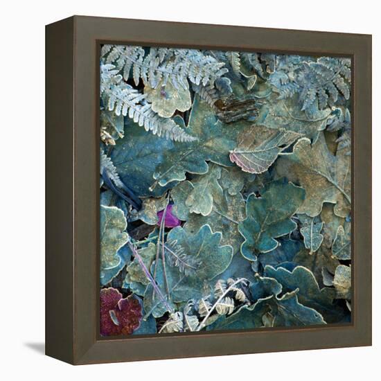 Gentle Blue Frosted Leafes in the Forest-Alaya Gadeh-Framed Premier Image Canvas