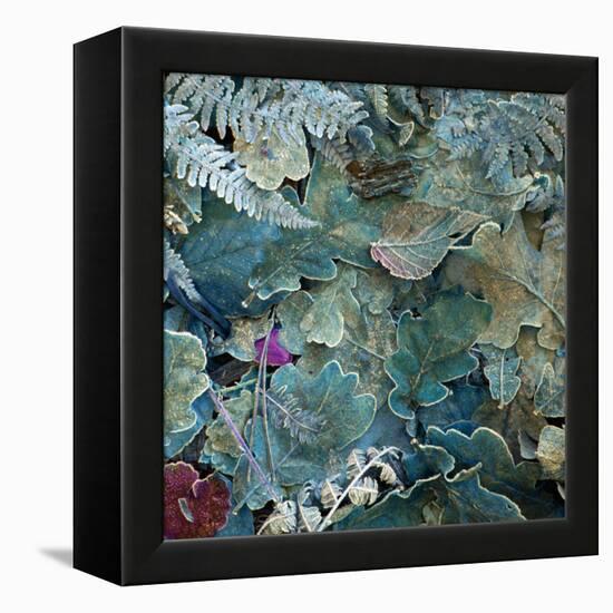 Gentle Blue Frosted Leafes in the Forest-Alaya Gadeh-Framed Premier Image Canvas