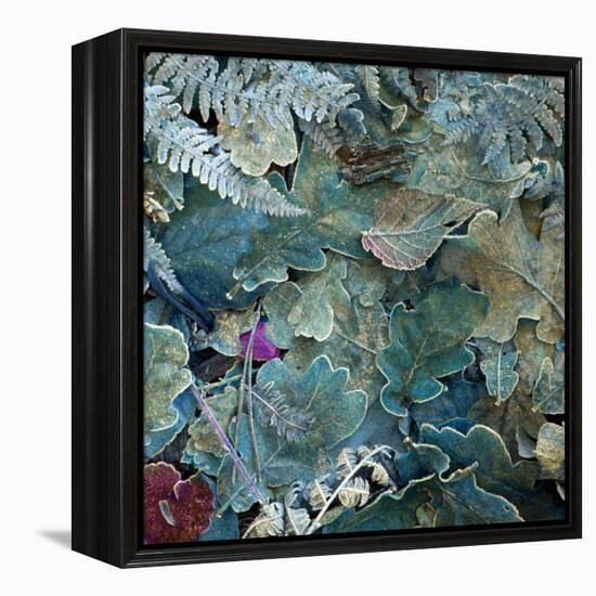 Gentle Blue Frosted Leafes in the Forest-Alaya Gadeh-Framed Premier Image Canvas