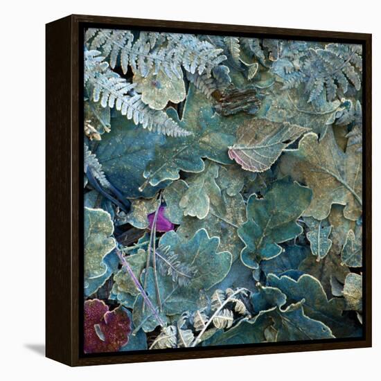 Gentle Blue Frosted Leafes in the Forest-Alaya Gadeh-Framed Premier Image Canvas