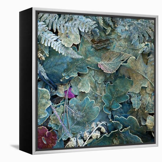 Gentle Blue Frosted Leafes in the Forest-Alaya Gadeh-Framed Premier Image Canvas