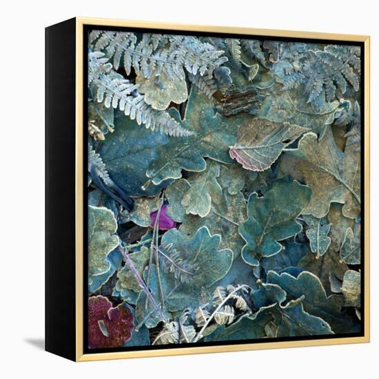 Gentle Blue Frosted Leafes in the Forest-Alaya Gadeh-Framed Premier Image Canvas