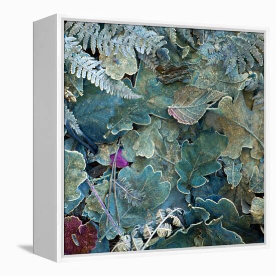 Gentle Blue Frosted Leafes in the Forest-Alaya Gadeh-Framed Premier Image Canvas