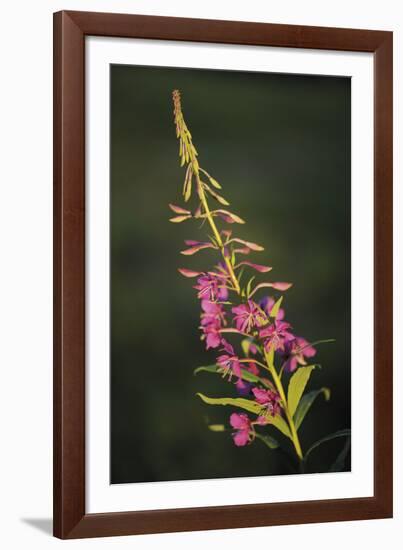 Gentle Breeze-Staffan Widstrand-Framed Giclee Print