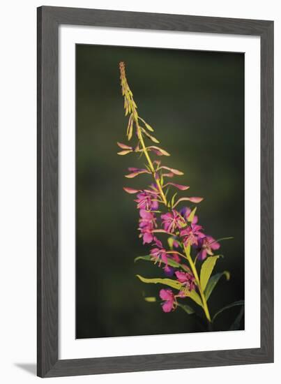 Gentle Breeze-Staffan Widstrand-Framed Giclee Print