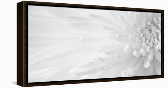 Gentle Crysanthumum 1-Doug Chinnery-Framed Premier Image Canvas
