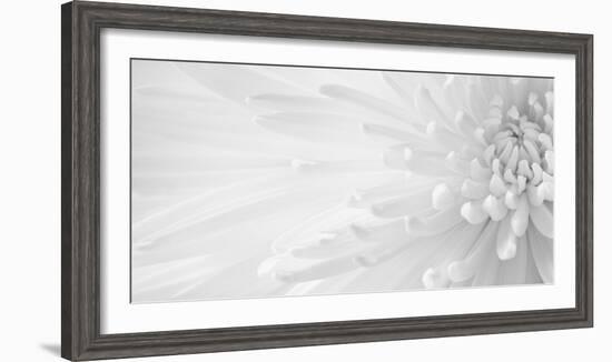 Gentle Crysanthumum 1-Doug Chinnery-Framed Photographic Print