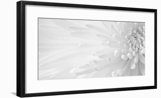 Gentle Crysanthumum 1-Doug Chinnery-Framed Photographic Print