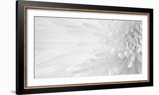 Gentle Crysanthumum 1-Doug Chinnery-Framed Photographic Print