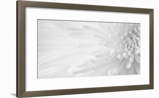 Gentle Crysanthumum 1-Doug Chinnery-Framed Photographic Print