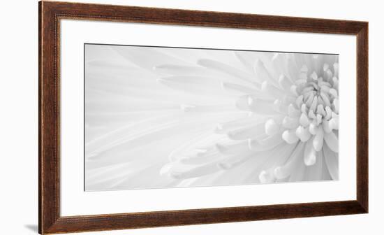 Gentle Crysanthumum 1-Doug Chinnery-Framed Photographic Print