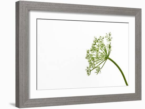 Gentle Dance-Will Wilkinson-Framed Photographic Print