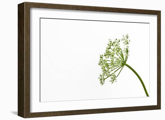 Gentle Dance-Will Wilkinson-Framed Photographic Print