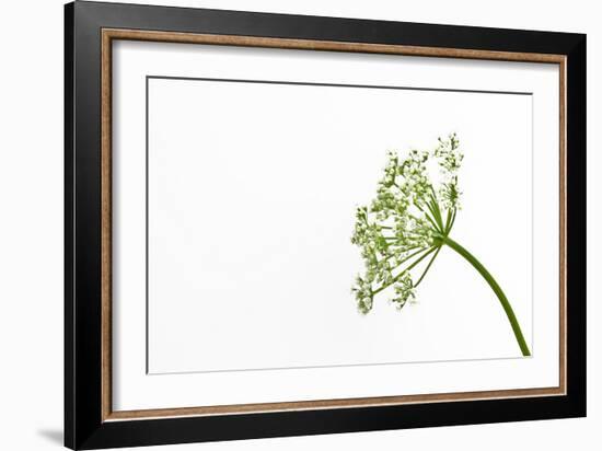 Gentle Dance-Will Wilkinson-Framed Photographic Print