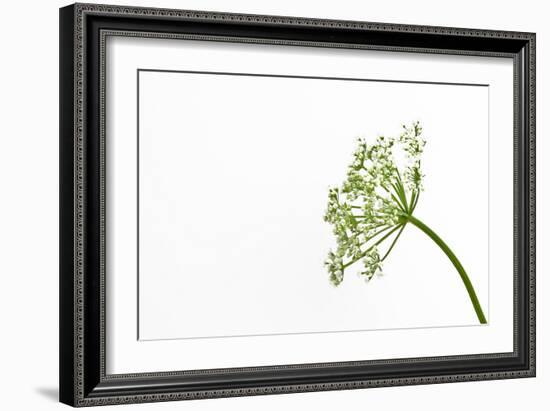 Gentle Dance-Will Wilkinson-Framed Photographic Print