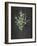 Gentle Eucalyptus on Black-Mercedes Lopez Charro-Framed Art Print