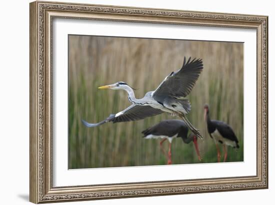 Gentle Flight - Soar-Staffan Widstrand-Framed Giclee Print