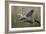 Gentle Flight - Soar-Staffan Widstrand-Framed Giclee Print