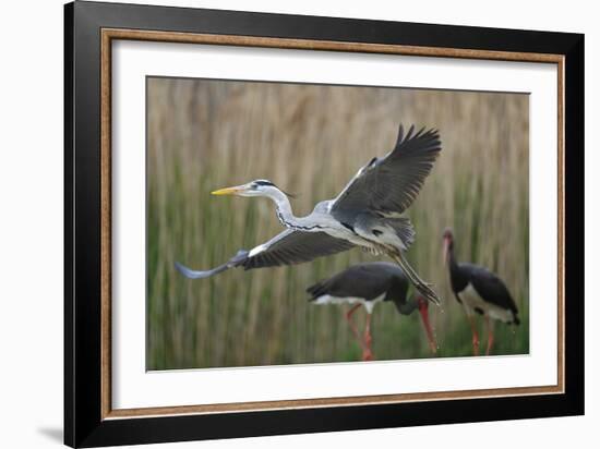 Gentle Flight - Soar-Staffan Widstrand-Framed Giclee Print