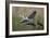 Gentle Flight - Soar-Staffan Widstrand-Framed Giclee Print