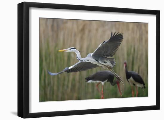 Gentle Flight - Soar-Staffan Widstrand-Framed Giclee Print