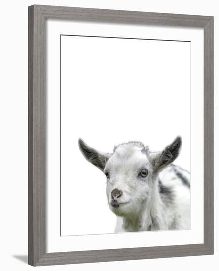 Gentle Goat-Assaf Frank-Framed Giclee Print