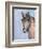 Gentle Stallion 2-Doris Charest-Framed Art Print