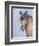 Gentle Stallion 2-Doris Charest-Framed Art Print