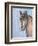 Gentle Stallion 2-Doris Charest-Framed Art Print