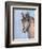 Gentle Stallion 2-Doris Charest-Framed Art Print