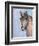 Gentle Stallion 2-Doris Charest-Framed Art Print