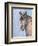 Gentle Stallion 2-Doris Charest-Framed Art Print