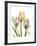 Gentle Tulips-Albert Koetsier-Framed Art Print