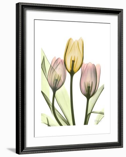 Gentle Tulips-Albert Koetsier-Framed Art Print