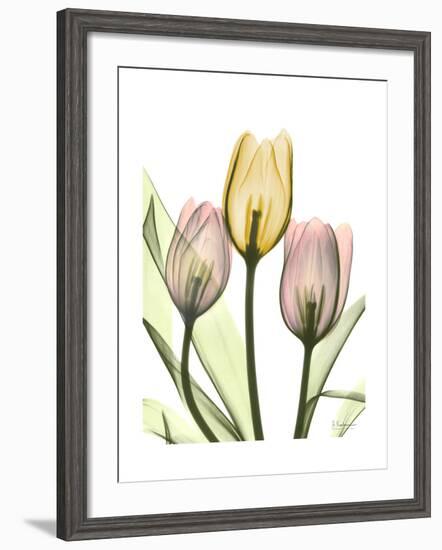 Gentle Tulips-Albert Koetsier-Framed Art Print