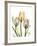 Gentle Tulips-Albert Koetsier-Framed Art Print