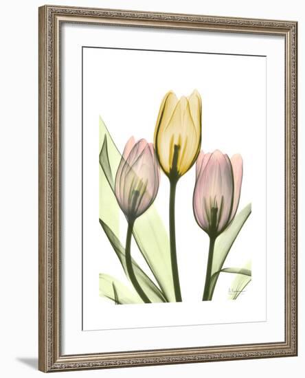 Gentle Tulips-Albert Koetsier-Framed Art Print