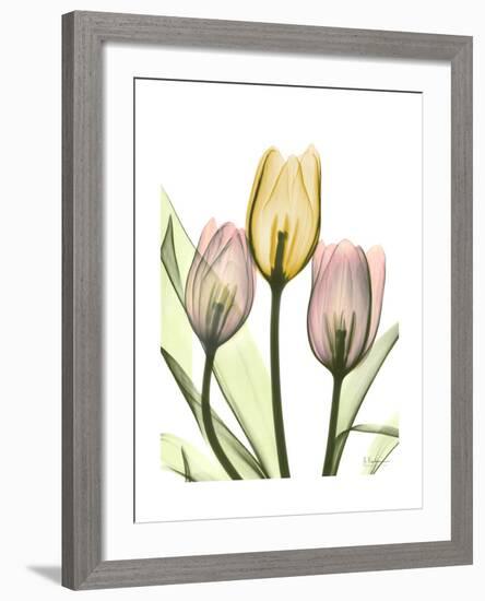 Gentle Tulips-Albert Koetsier-Framed Art Print