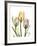 Gentle Tulips-Albert Koetsier-Framed Art Print