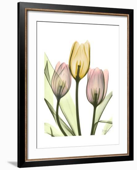 Gentle Tulips-Albert Koetsier-Framed Art Print