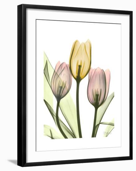 Gentle Tulips-Albert Koetsier-Framed Art Print