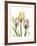 Gentle Tulips-Albert Koetsier-Framed Art Print